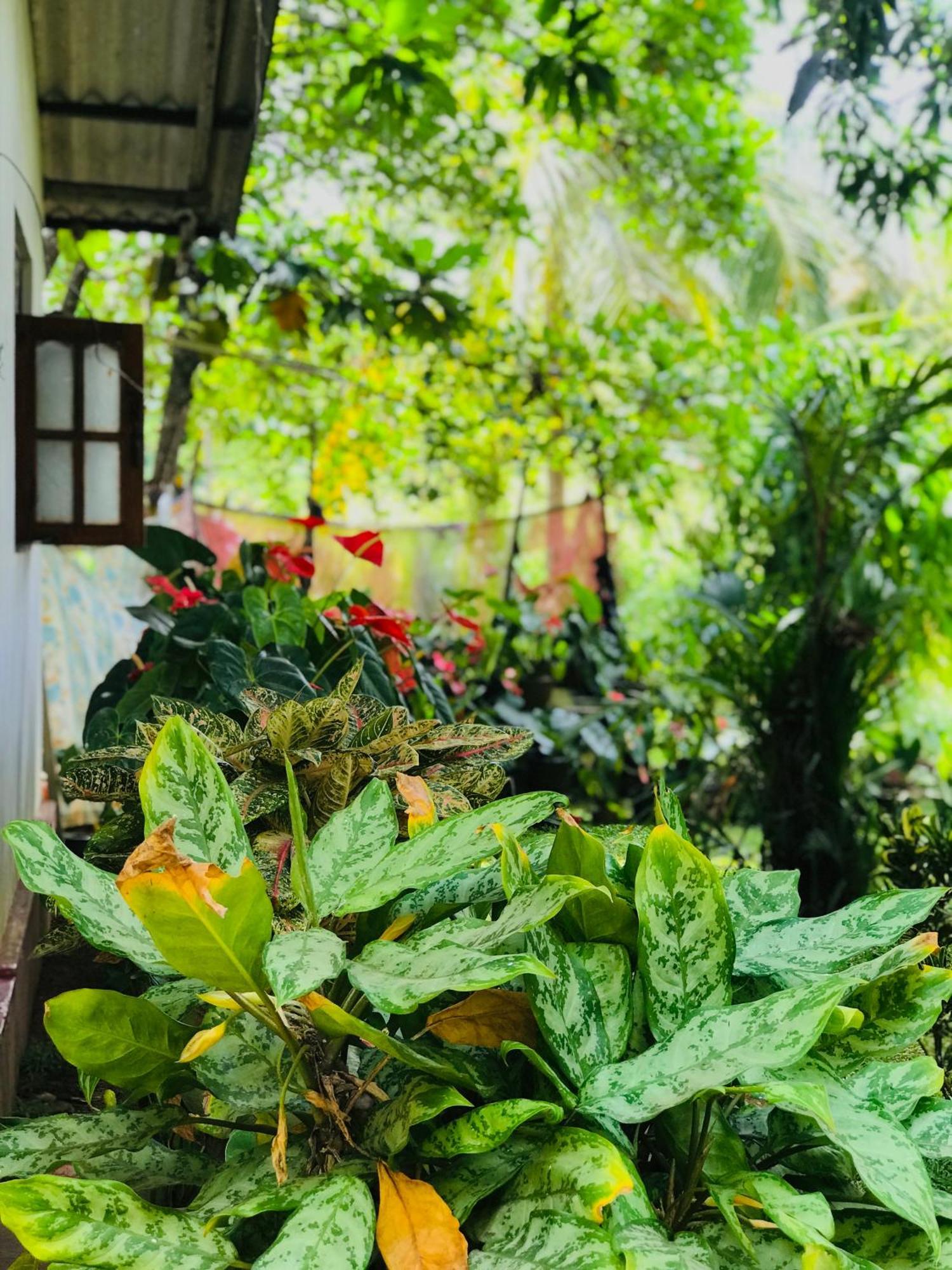 Sigiri Lakshan Home Stay Sigiriya Exteriér fotografie