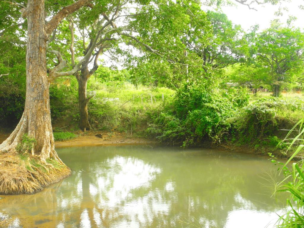 Sigiri Lakshan Home Stay Sigiriya Exteriér fotografie